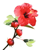 Poudre ayurvédique Hibiscus Aroma-Zone