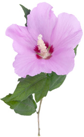Fleurs Hibiscus BIO Aroma-Zone