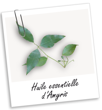 Huile essentielle Amyris Aroma-Zone