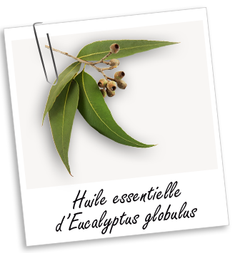 Huile essentielle Eucalyptus globulus BIO Aroma-Zone