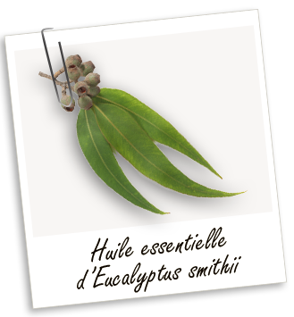 Huile essentielle Eucalyptus smithii BIO Aroma-Zone