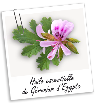 Huile essentielle Géranium Egypte BIO Aroma-Zone