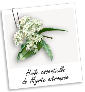 Huile essentielle Myrte citronnée Aroma-Zone