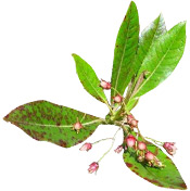 Huile essentielle Bois de Rose Aroma-Zone