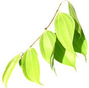 Huile essentielle Cannelle de Ceylan feuilles Aroma-Zone