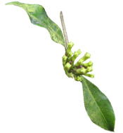 Huile essentielle Girofle feuilles Aroma-Zone