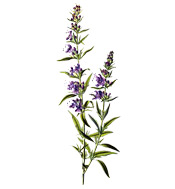 Huile Essentielle Hysope couchée BIO Aroma-Zone