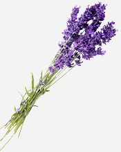 Huile essentielle Lavandin super Aroma-Zone