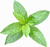 Huile essentielle Menthe citronnée Aroma-Zone