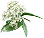 Huile essentielle Myrte citronnée Aroma-Zone