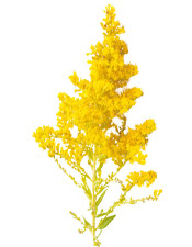 Huile essentielle Verge d'or BIO Aroma-Zone