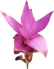 Huile essentielle Zédoaire BIO Aroma-Zone