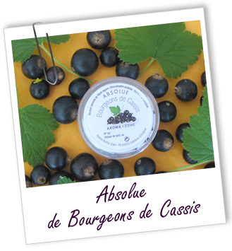Absolue Cassis bourgeons Aroma-Zone