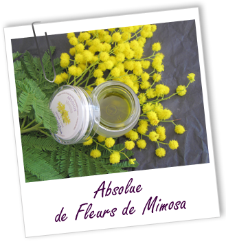 Absolue Mimosa Aroma-Zone