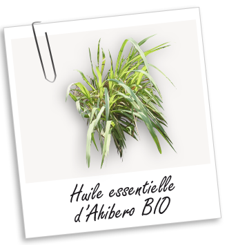 Huile essentielle d'Ahibero