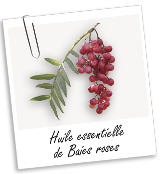 Huile essentielle de Baies roses