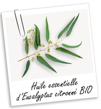 Huile essentielle Eucalyptus citronné BIO Aroma-Zone