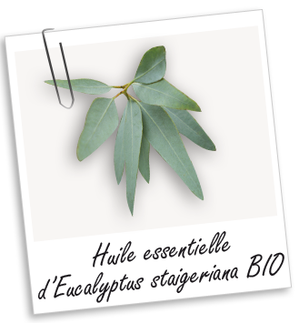 Huile essentielle Eucalyptus staigeriana BIO Aroma-Zone