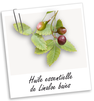 Huile essentielle Linaloe baies Aroma-Zone