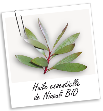 Huile essentielle Niaouli BIO Aroma-Zone