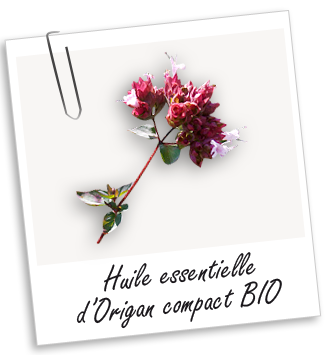 Huile essentielle Origan compact BIO Aroma-Zone