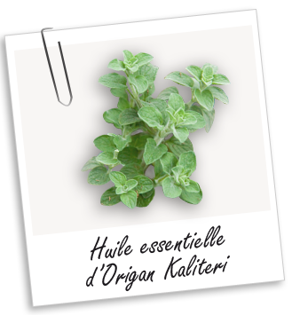 Huile essentielle Origan Kaliteri Aroma-Zone