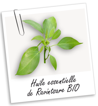 Huile essentielle Ravintsara (Ravintsare) BIO Aroma-Zone
