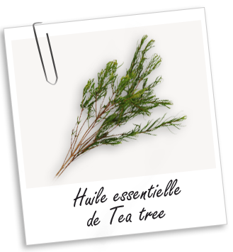 Huile essentielle Tea Tree (Arbre à Thé) Aroma-Zone