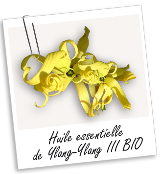 Huile essentielle Ylang-Ylang III BIO Aroma-Zone