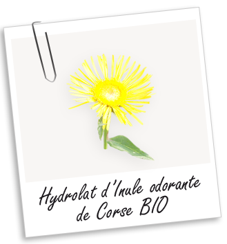Hydrolat Inule odorante de Corse BIO Aroma-Zone