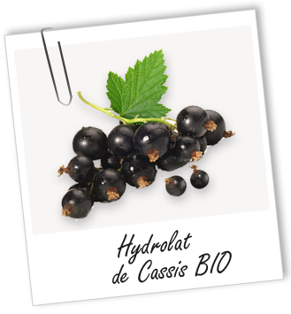 Hydrolat Cassis BIO Aroma-zone