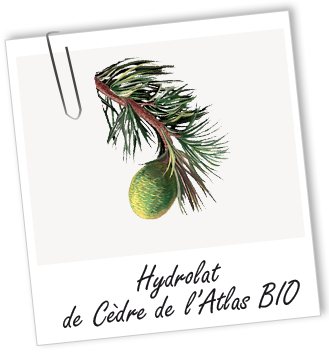 Hydrolat Cèdre de l'Atlas BIO Aroma-Zone