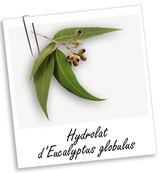 Hydrolat Eucalyptus globulus BIO Aroma-Zone