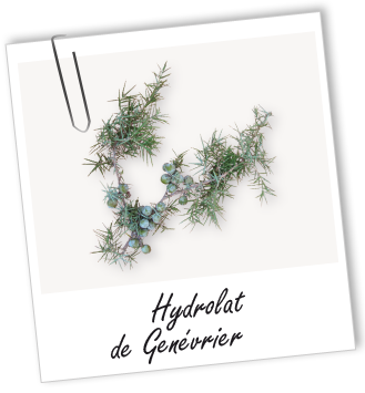 Hydrolat Genévrier BIO Aroma-Zone
