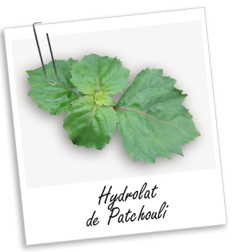 Hydrolat Patchouli sauvage Aroma-Zone