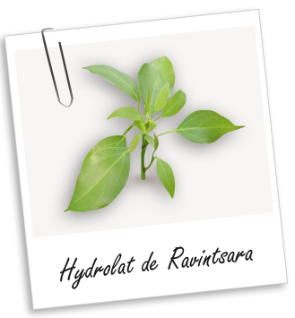 Hydrolat Ravintsara Aroma-Zone
