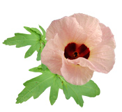 Huile Végétale Hibiscus Aroma-Zone
