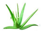 Cosmetic active ingredient Aloe vera powder ORGANIC Aroma-Zone