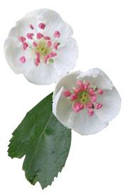Aubépine séchée BIO Aroma-Zone