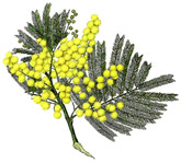 Absolue Mimosa Aroma-Zone