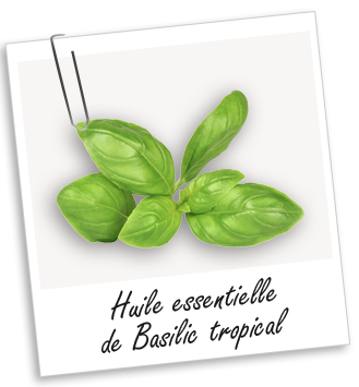 Huile essentielle Basilic tropical Aroma-Zone