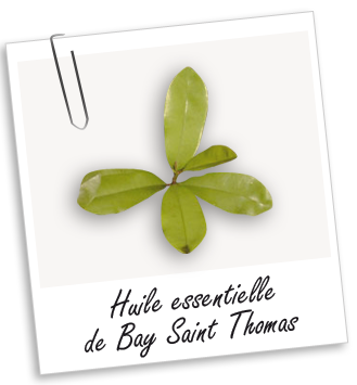 Huile essentielle Bay St Thomas Aroma-Zone