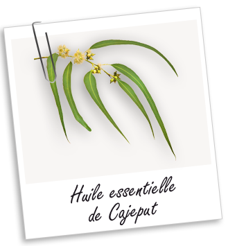 Huile essentielle Cajeput Aroma-Zone