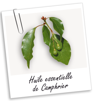 Huile essentielle Camphrier Aroma-Zone
