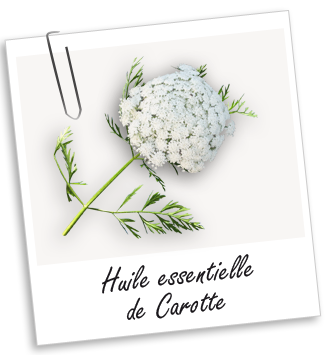 Huile essentielle Carotte Aroma-Zone