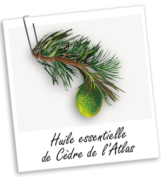 Huile essentielle Cèdre de l'Atlas BIO Aroma-Zone