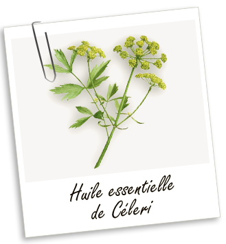Huile essentielle Céleri Aroma-Zone
