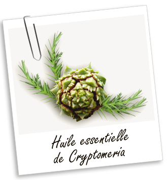 Huile essentielle Cryptomeria Aroma-Zone