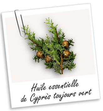 Huile essentielle Cyprès toujours vert Aroma-Zone