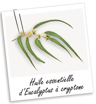 Huile essentielle Eucalyptus à cryptone BIO Aroma-Zone